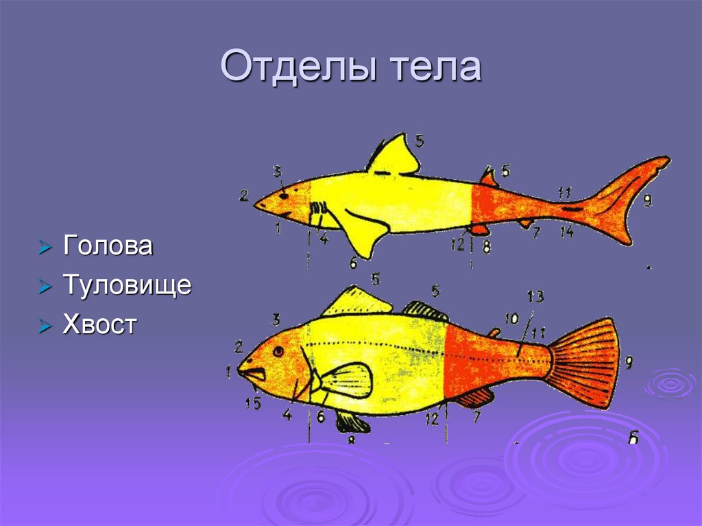 Отделы тела