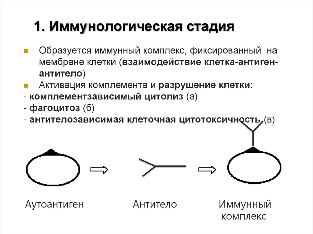 1. Иммунологическая стадия