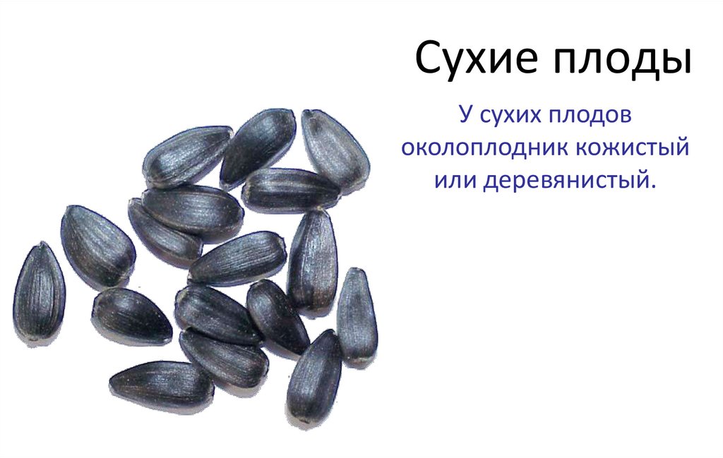 Сухие плоды