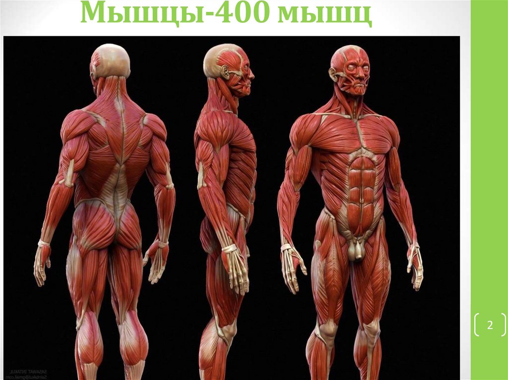 Мышцы-400 мышц
