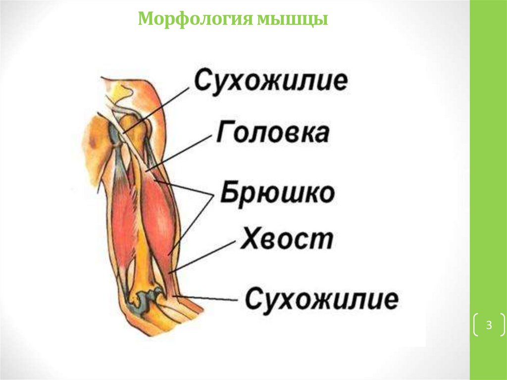Морфология мышцы
