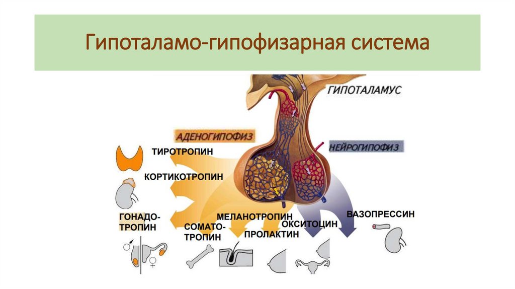 Гипоталамо-гипофизарная система