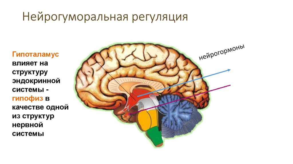 Нейрогуморальная регуляция