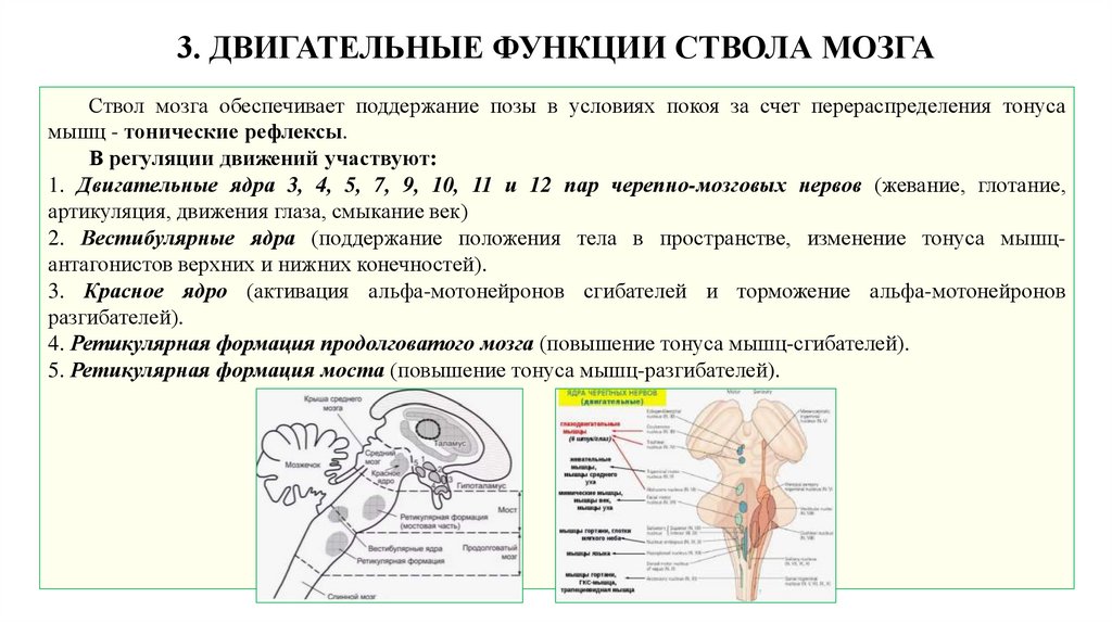 3. ДВИГАТЕЛЬНЫЕ ФУНКЦИИ СТВОЛА МОЗГА