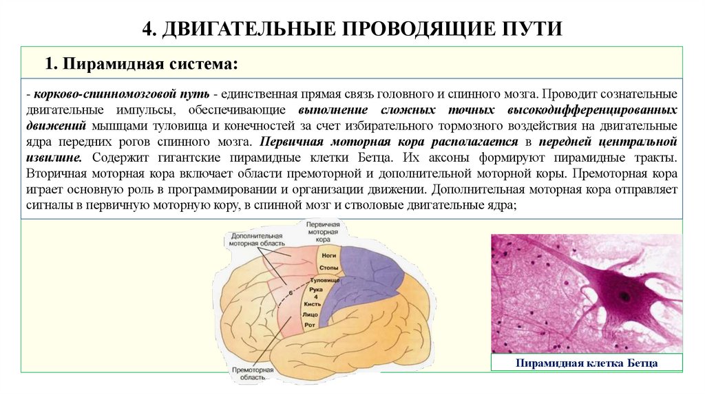 4. ДВИГАТЕЛЬНЫЕ ПРОВОДЯЩИЕ ПУТИ