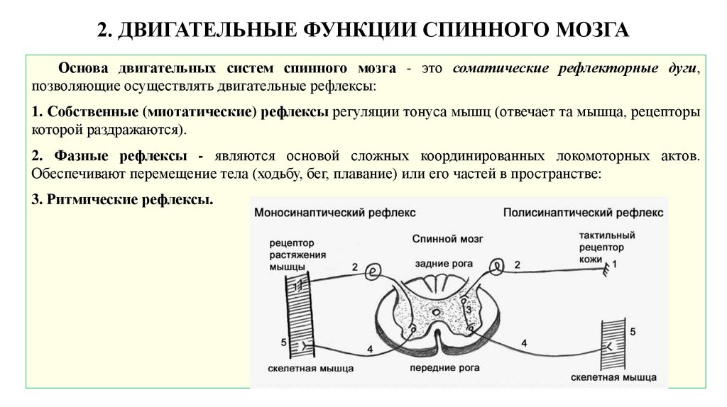 2. ДВИГАТЕЛЬНЫЕ ФУНКЦИИ СПИННОГО МОЗГА