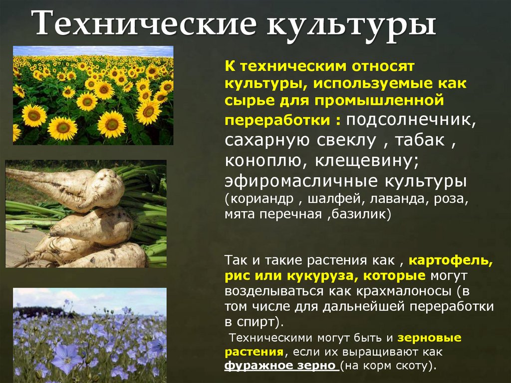 Технические культуры