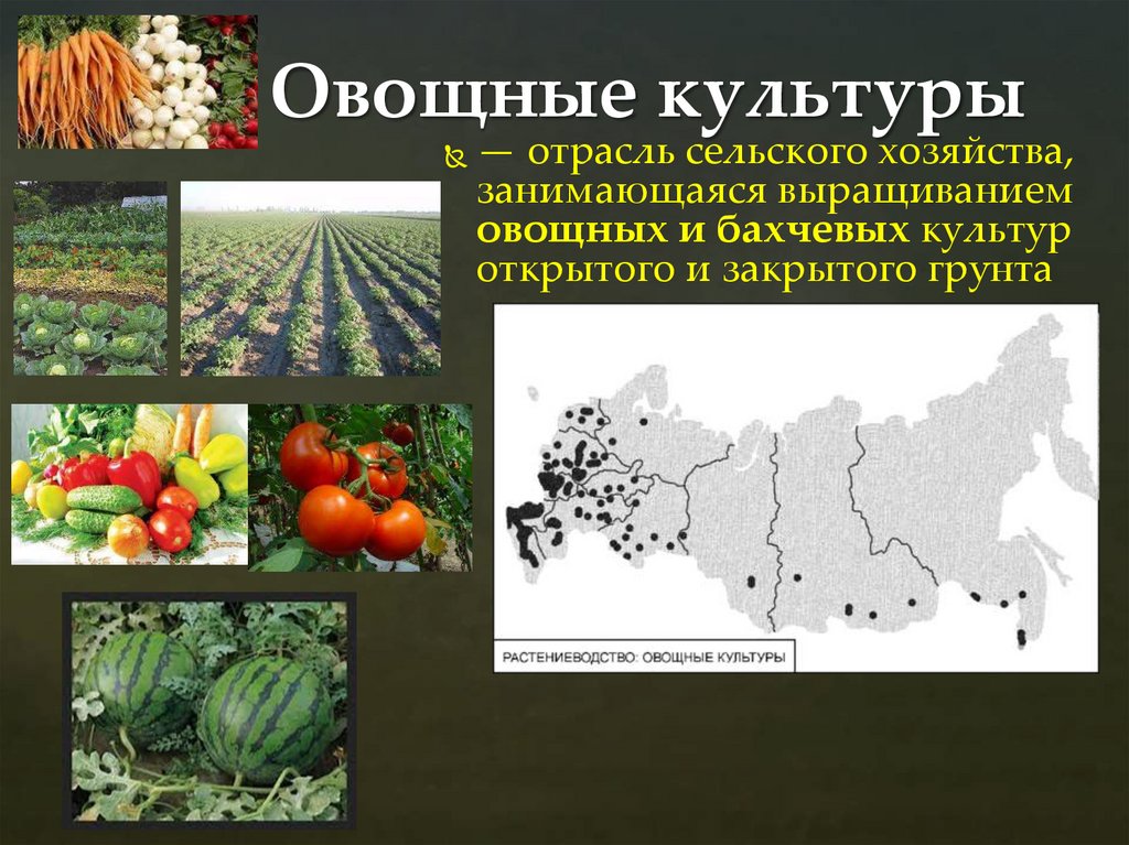 Овощные культуры