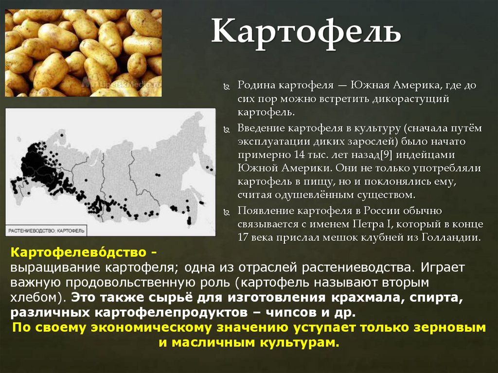 Картофель