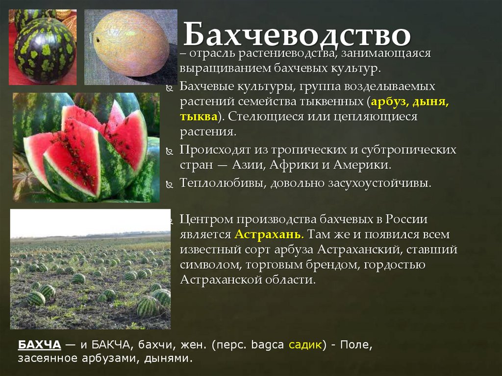 Бахчеводство