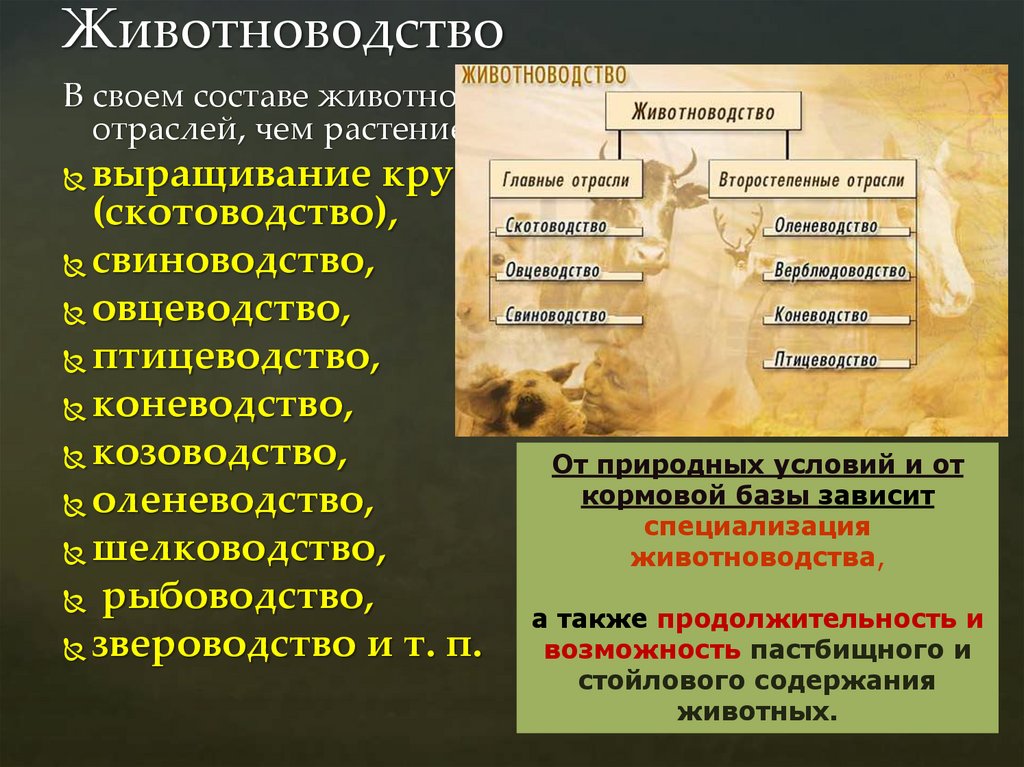 Животноводство
