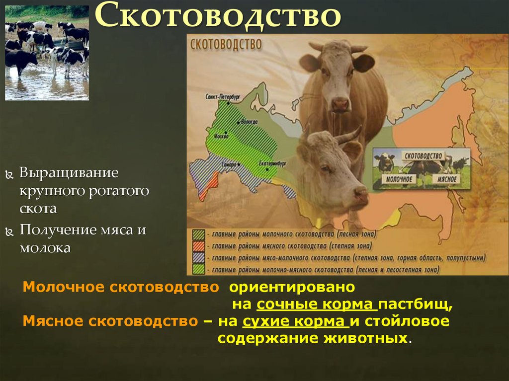 Скотоводство