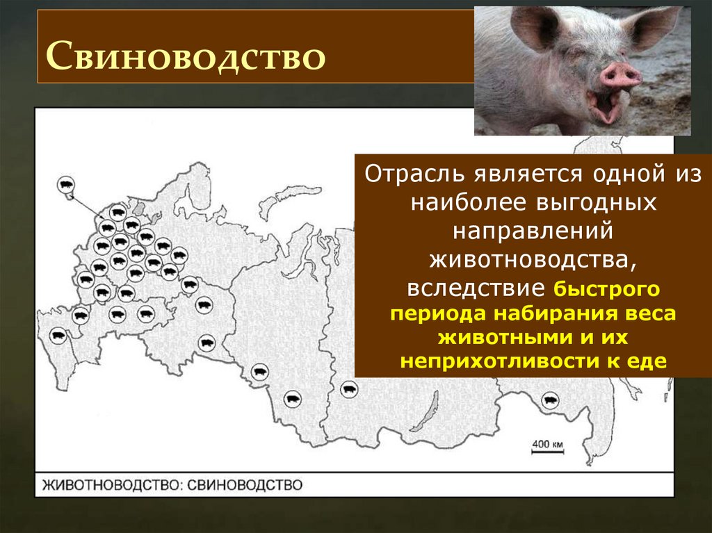 Свиноводство