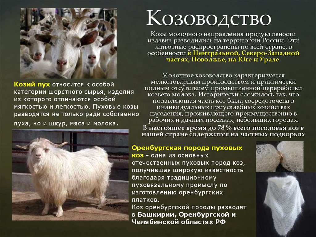 Козоводство