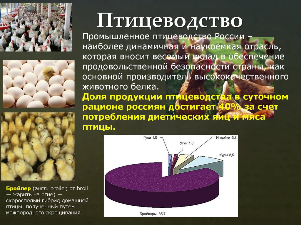 Птицеводство