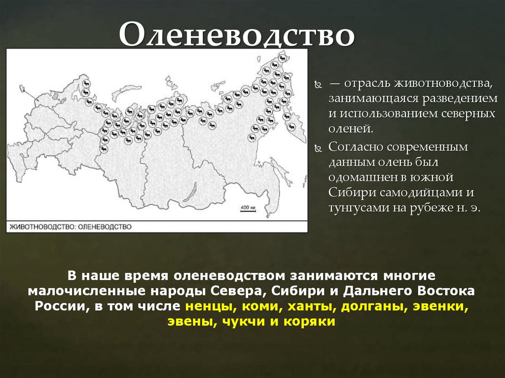 Оленеводство