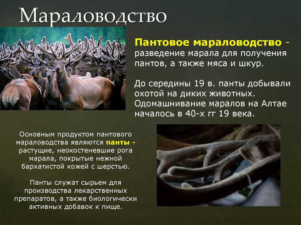 Мараловодство