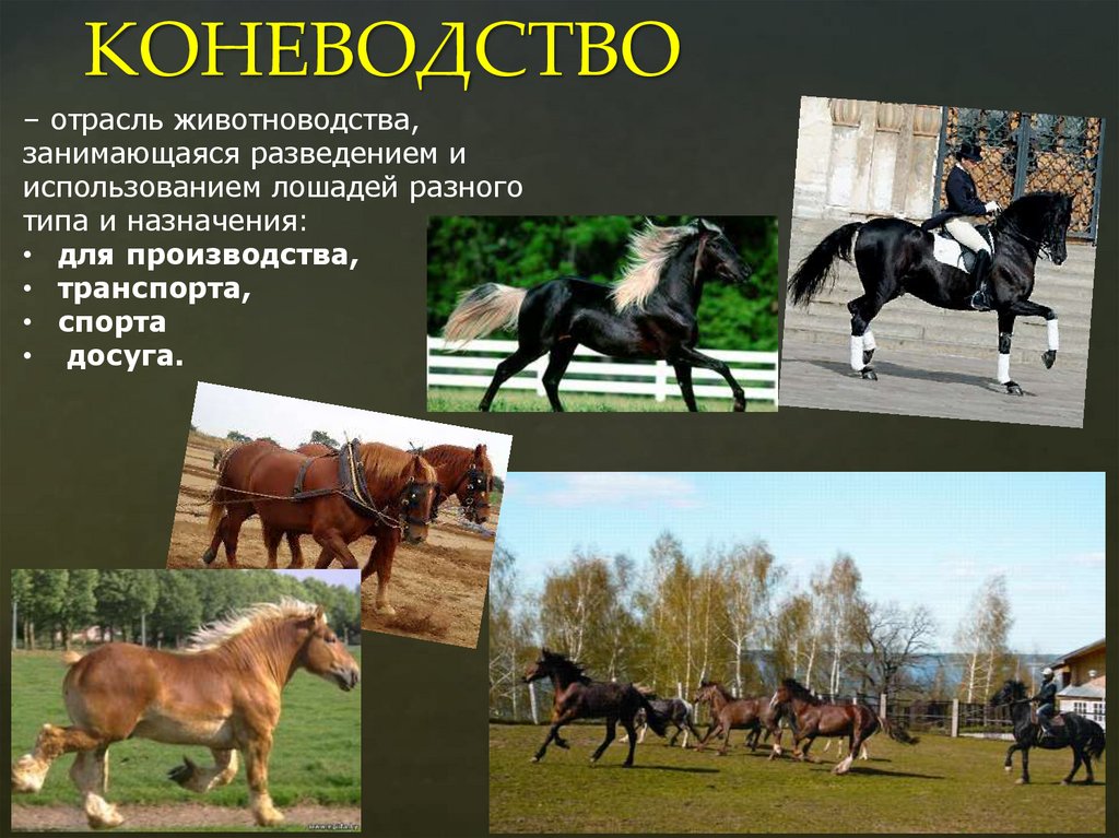 КОНЕВОДСТВО