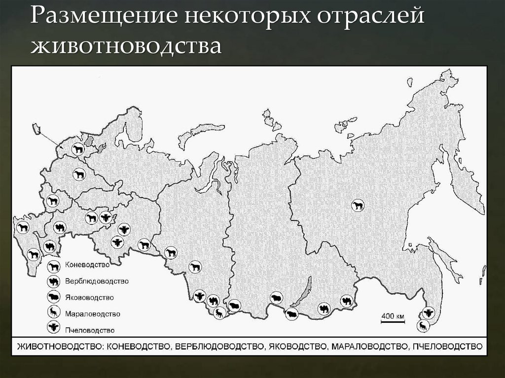 Размещение некоторых отраслей животноводства
