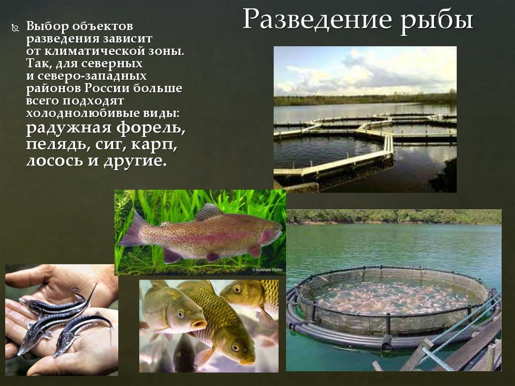 Разведение рыбы