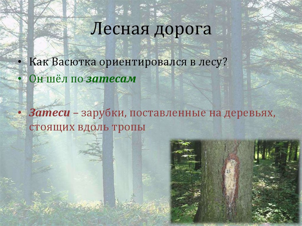 Лесная дорога