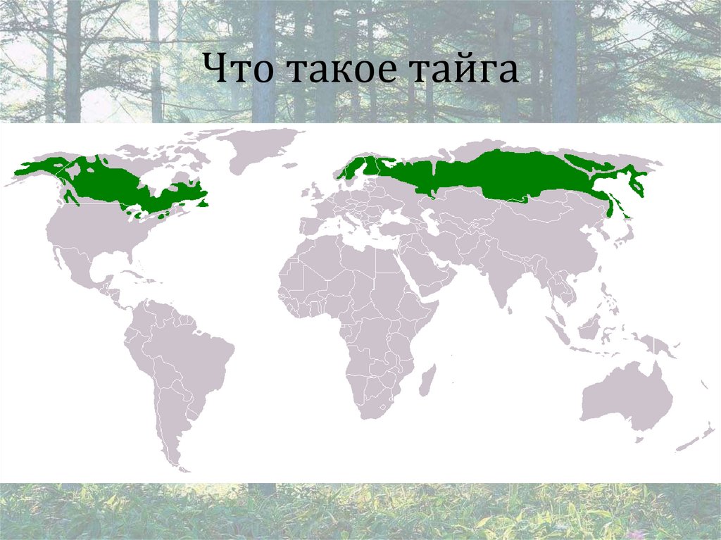 Что такое тайга