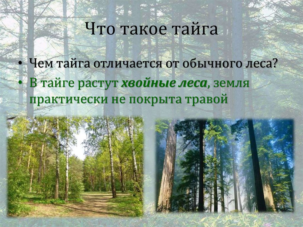 Что такое тайга