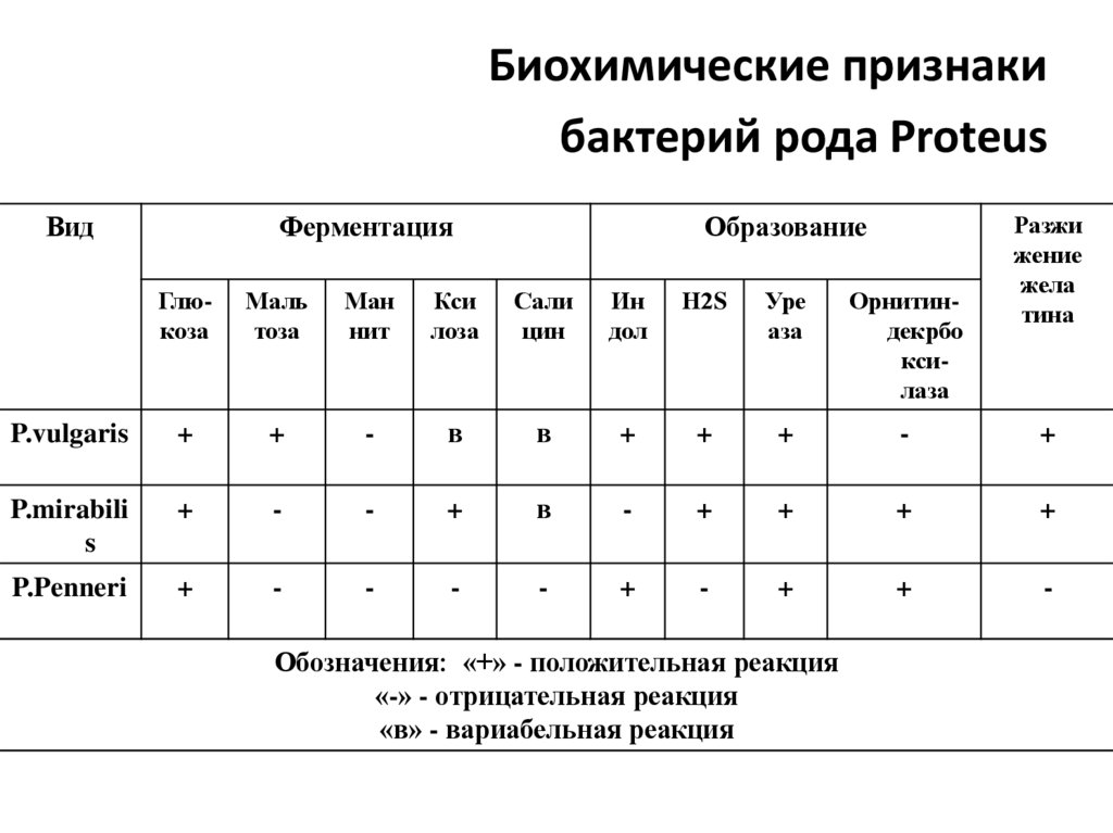 Биохимические признаки бактерий рода Proteus