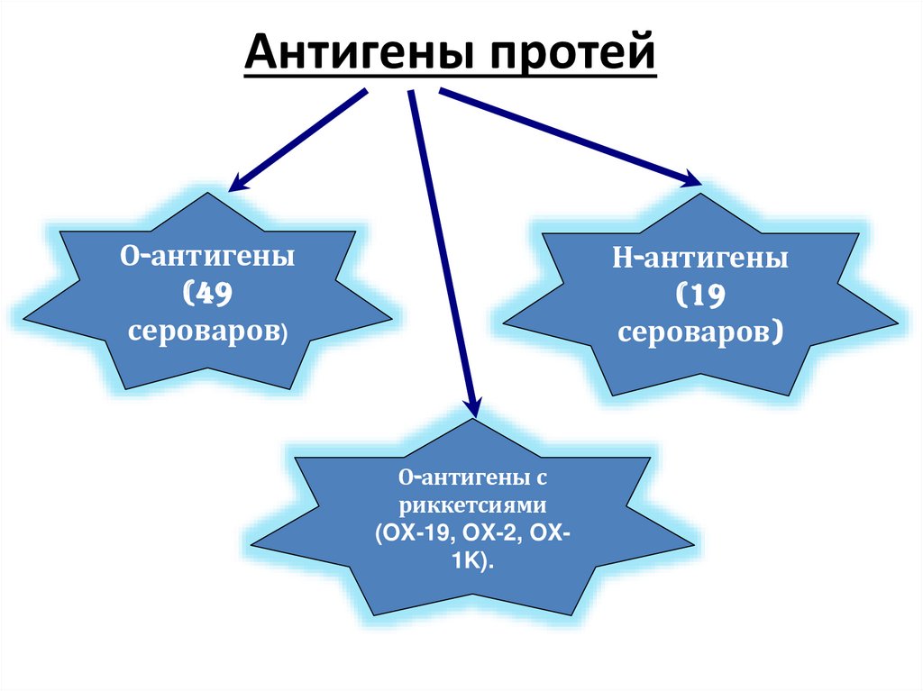 Антигены протей
