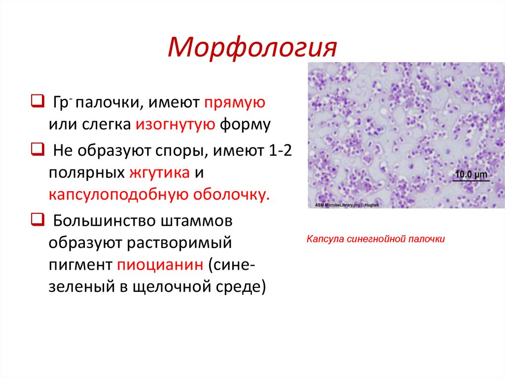 Морфология