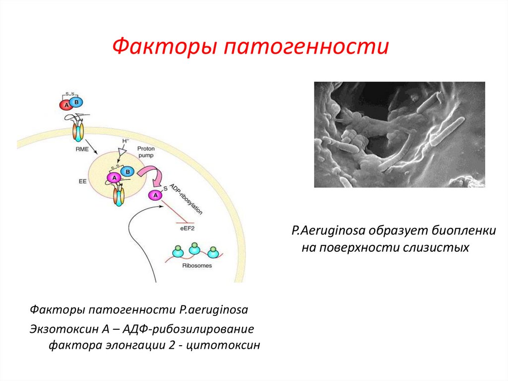 Факторы патогенности