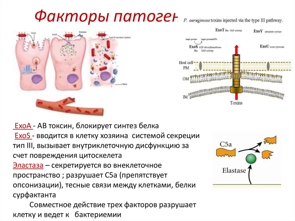 Факторы патогенности