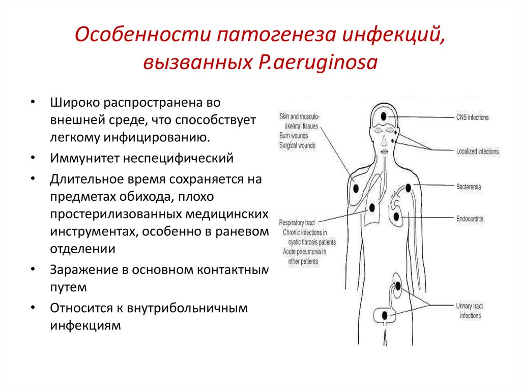 Особенности патогенеза инфекций, вызванных P.aeruginosa