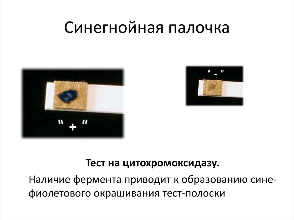 Синегнойная палочка