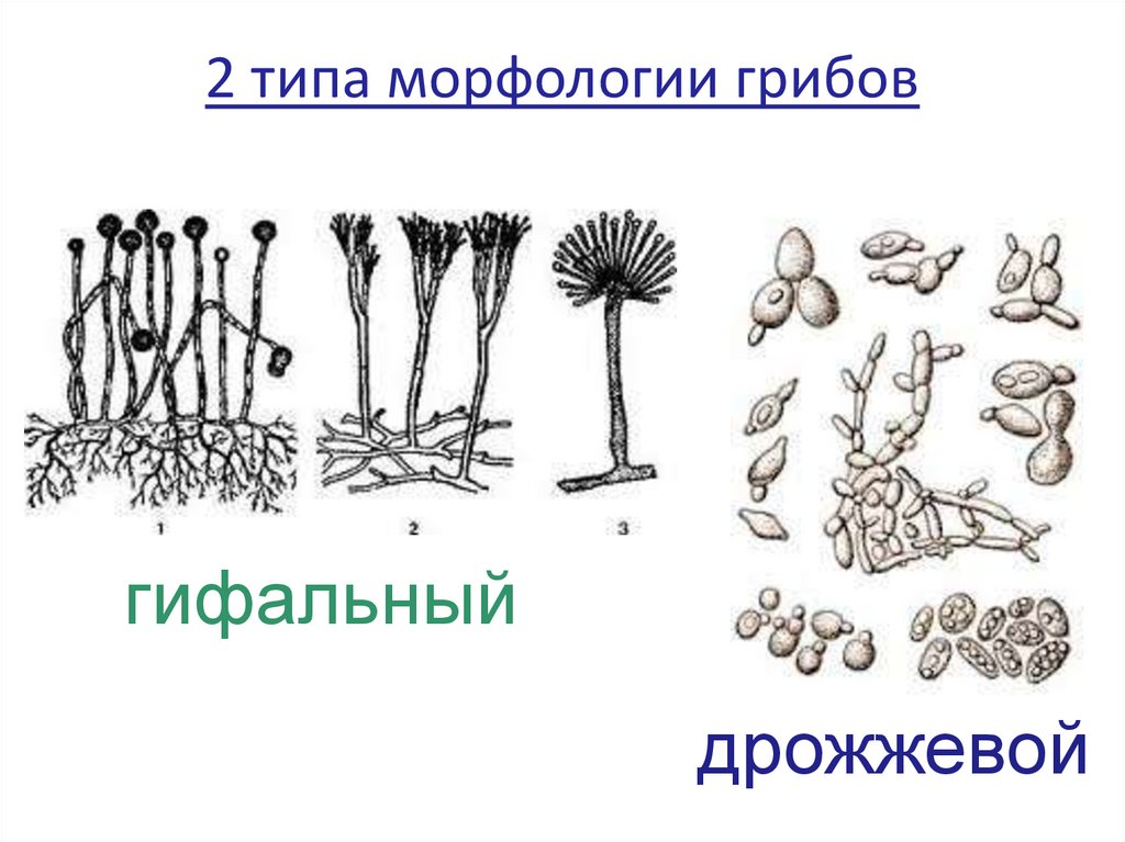 2 типа морфологии грибов