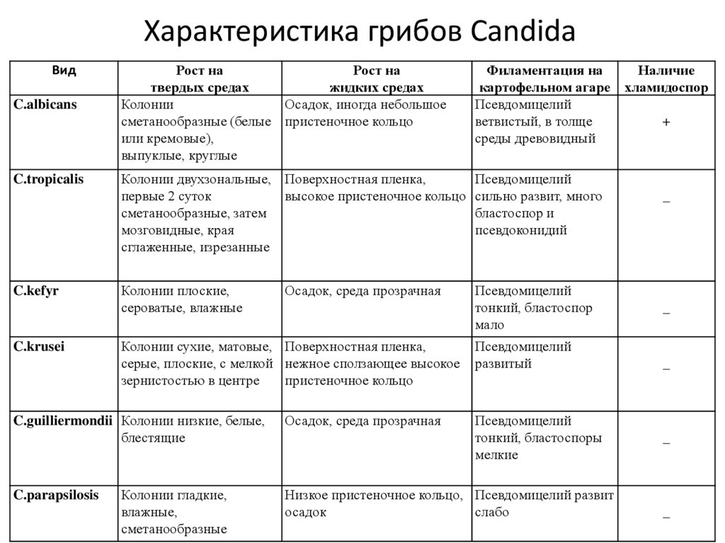 Характеристика грибов Candida