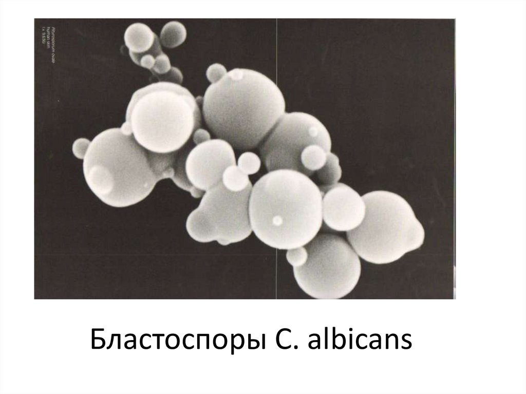 Бластоспоры C. albicans