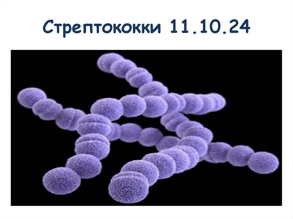 Стрептококки 11.10.24