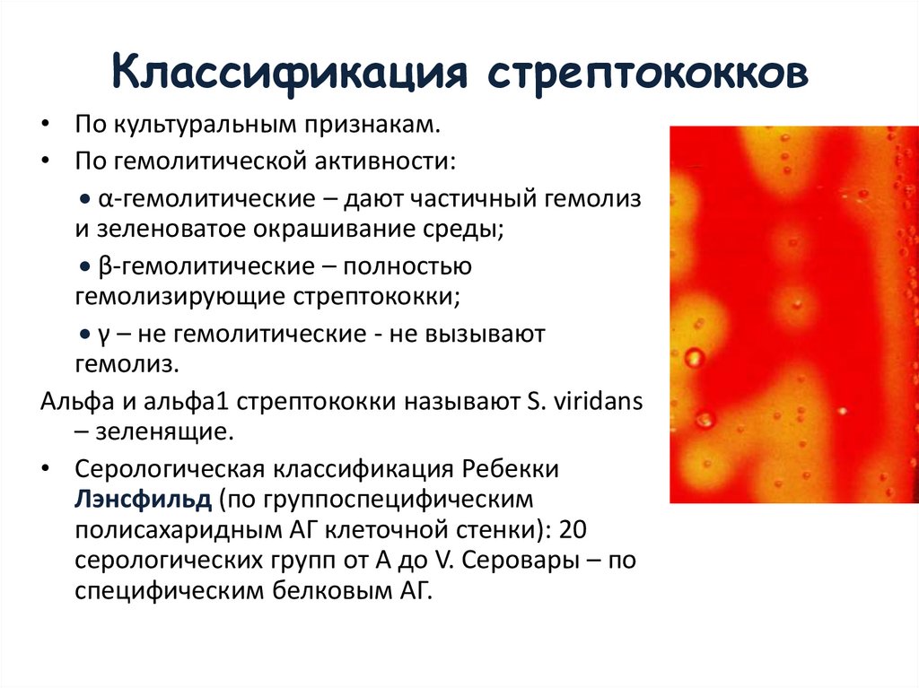 Классификация стрептококков