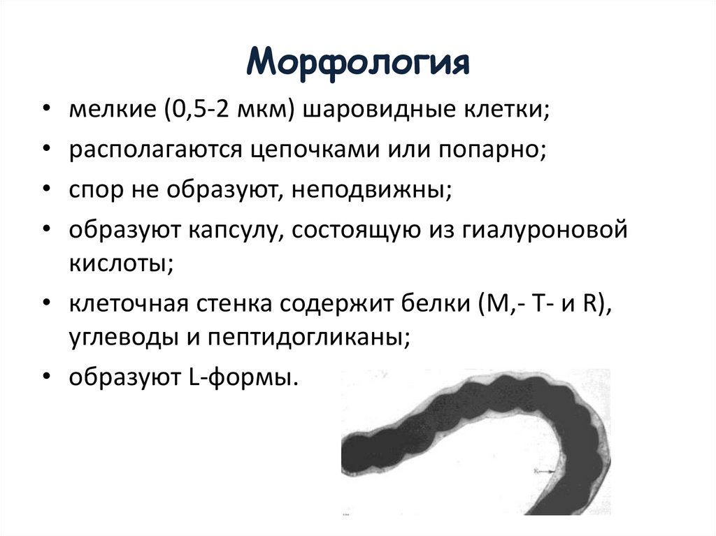 Морфология