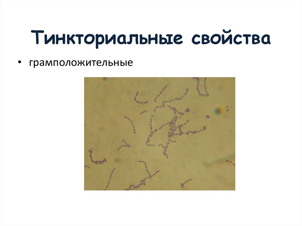 Тинкториальные свойства