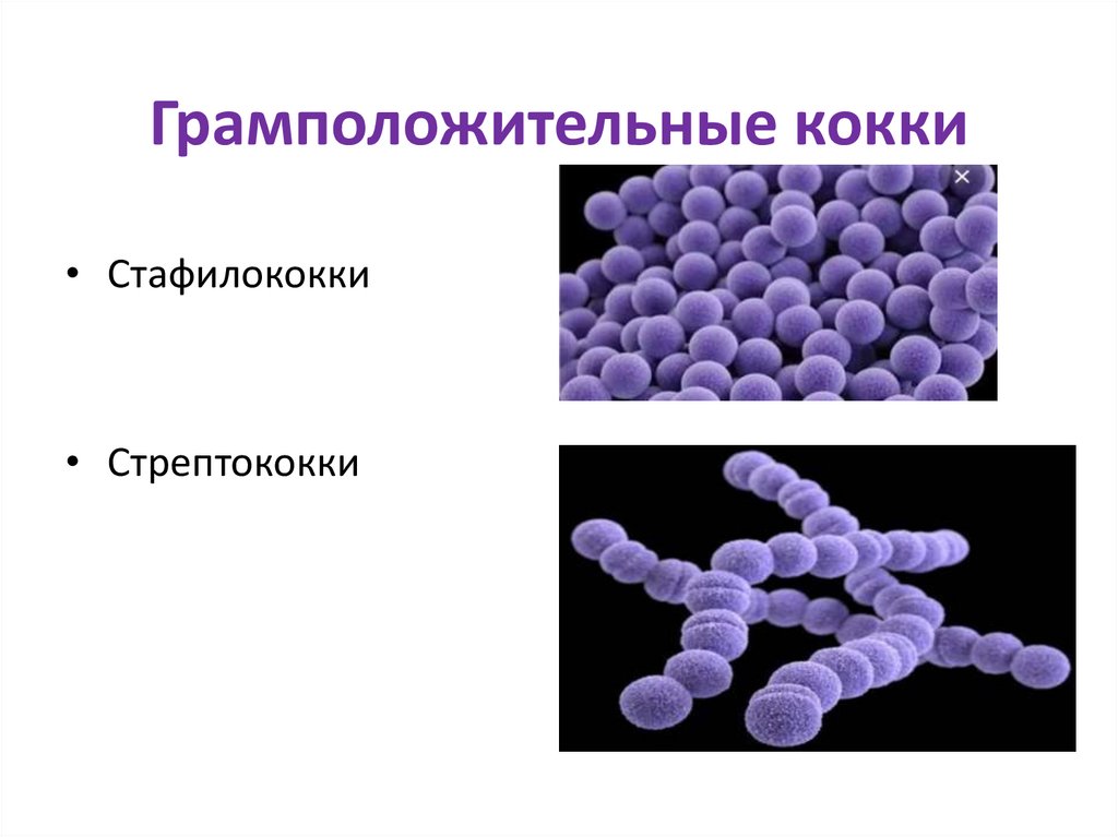 Грамположительные кокки