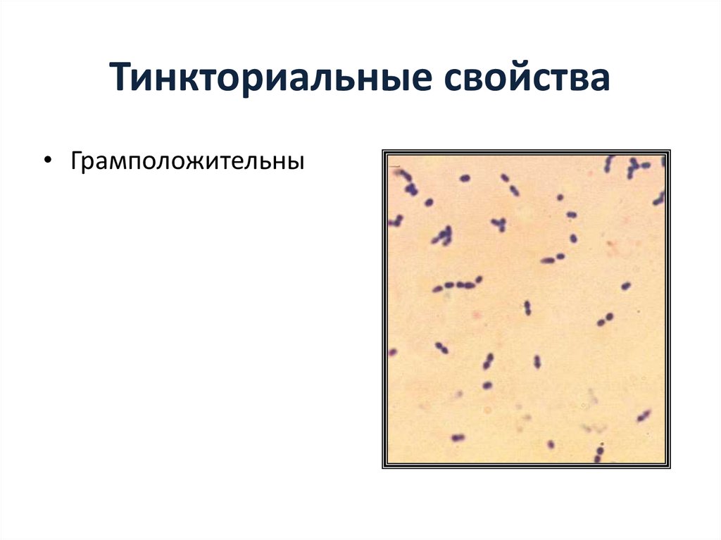 Тинкториальные свойства