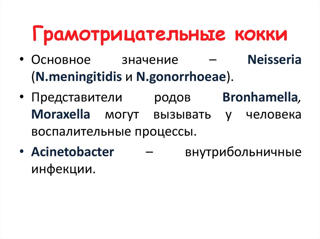 Грамотрицательные кокки