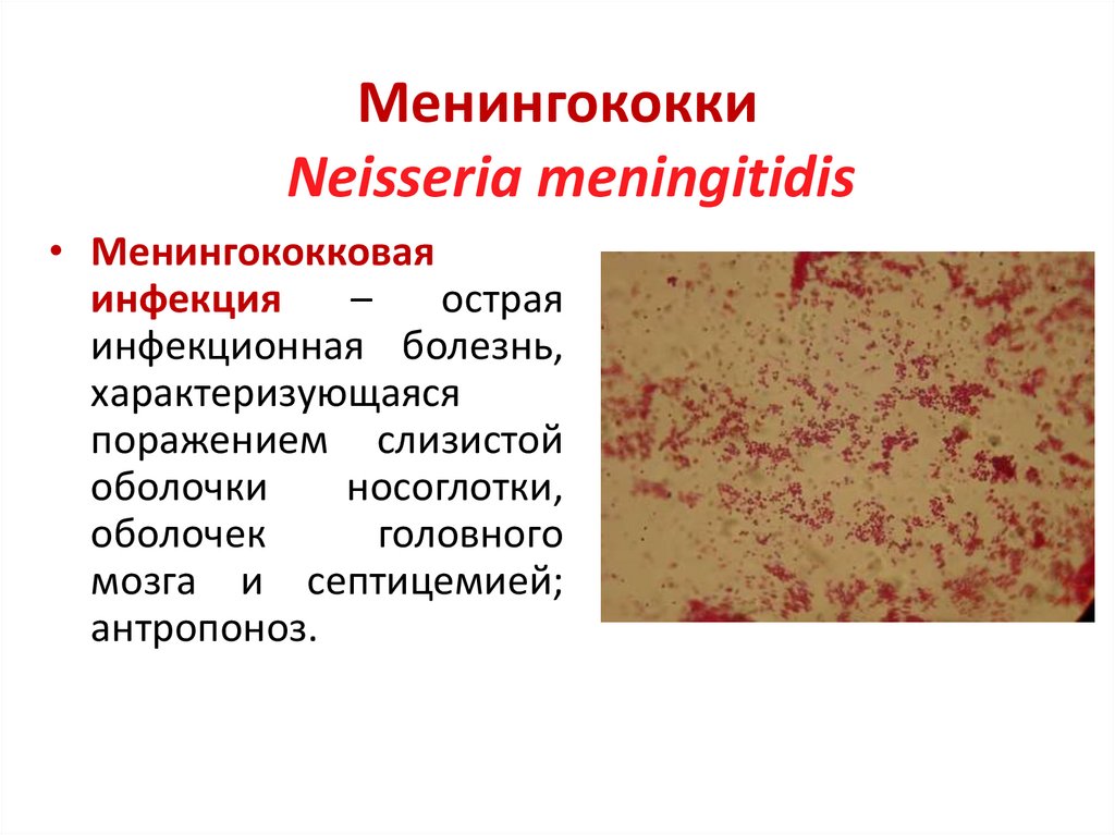 Менингококки Neisseria meningitidis