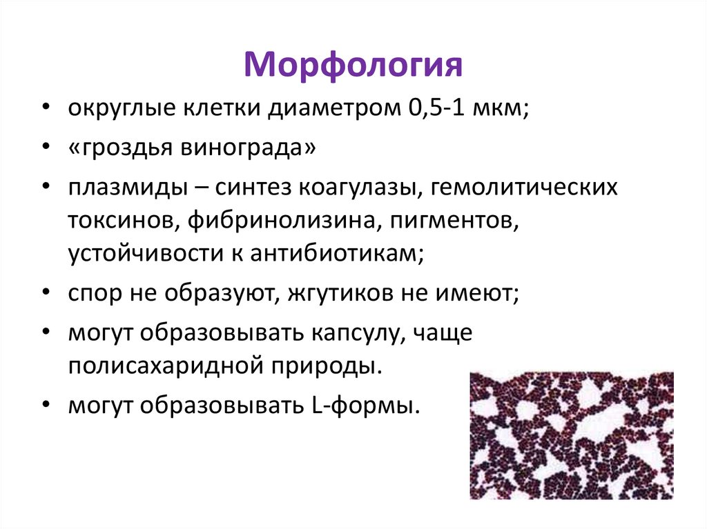 Морфология
