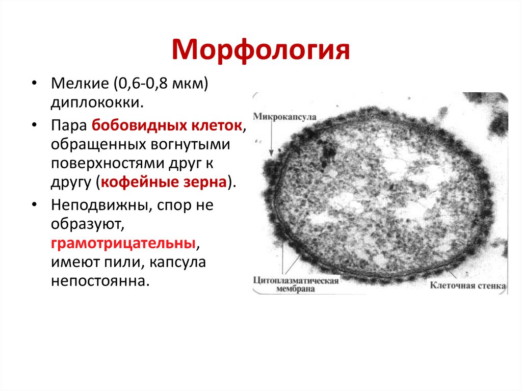 Морфология