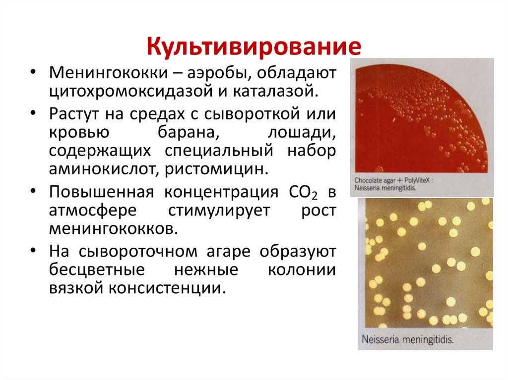 Культивирование