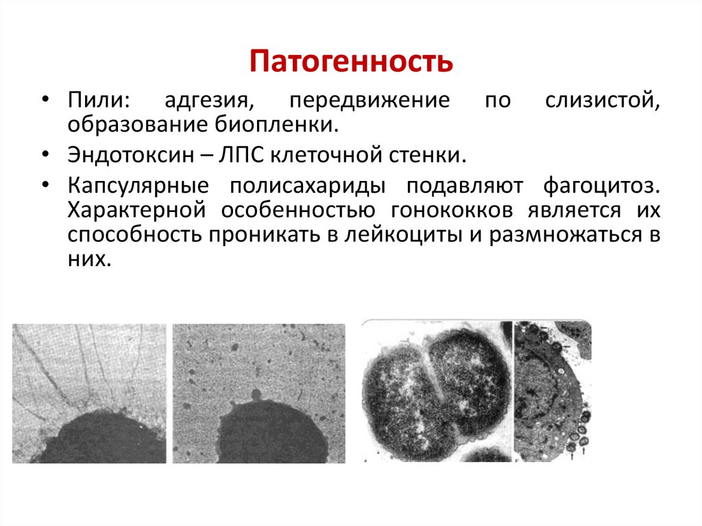 Патогенность