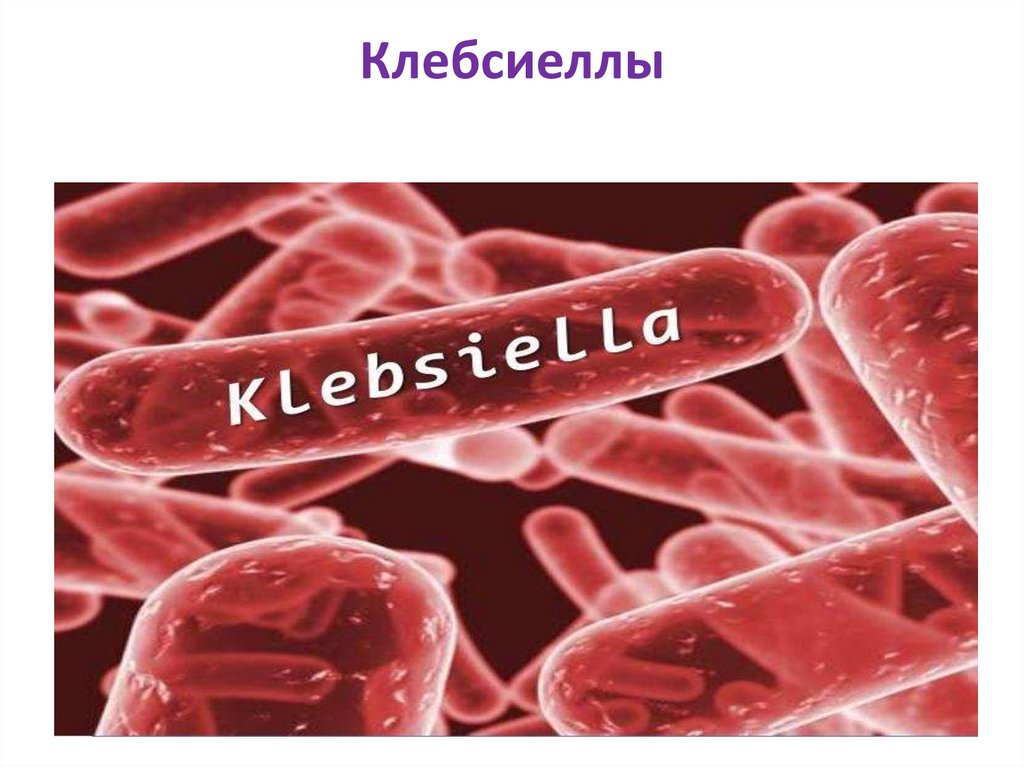 Клебсиеллы